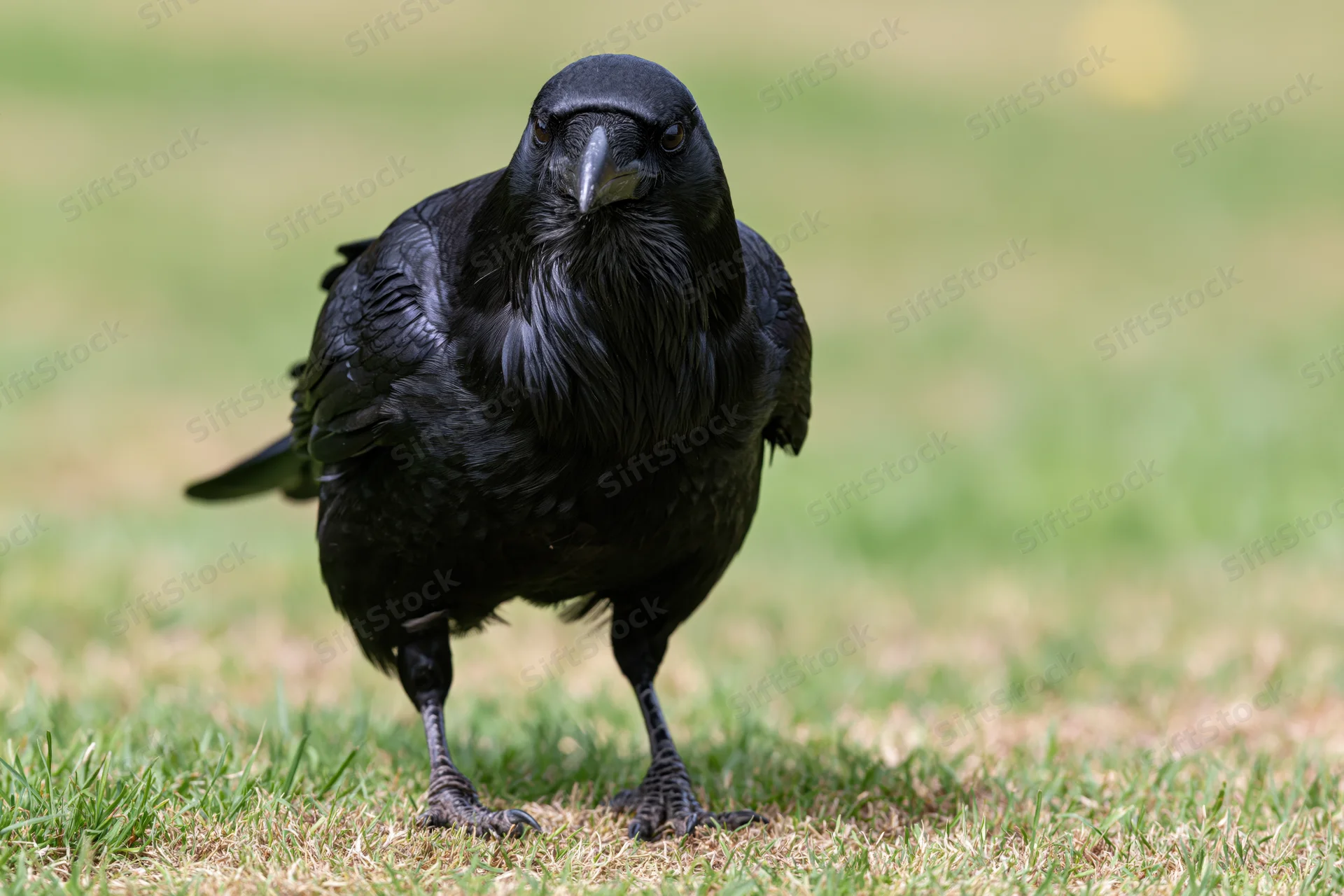 Black crow standing on patchy grass facing the camera directly