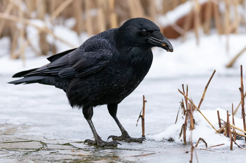 Black crow standing on frozen pond surface holding food in beak among snow and reeds