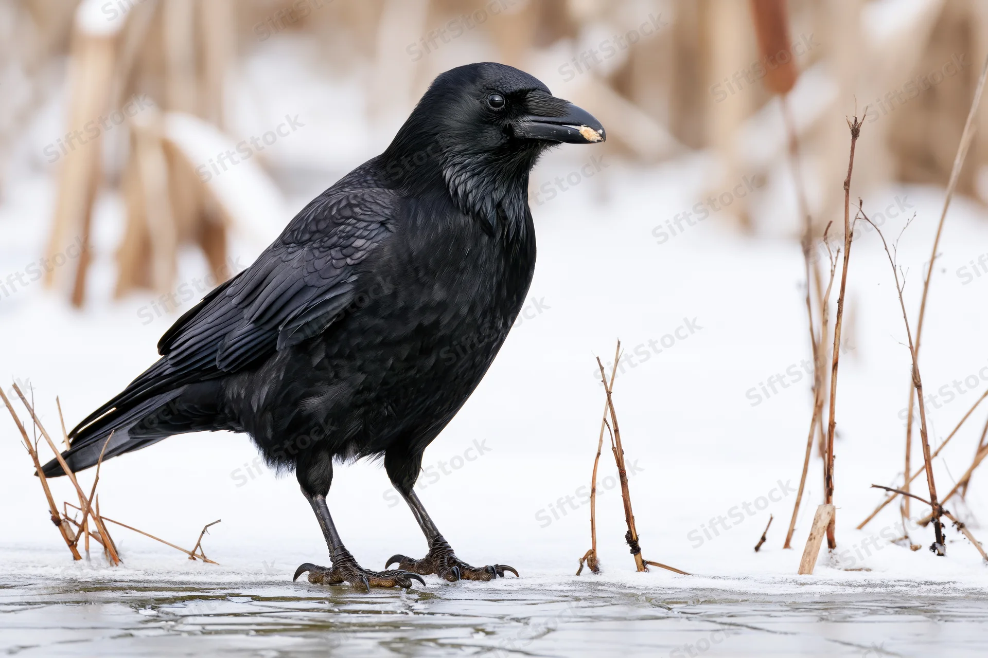 Black crow standing on frozen pond surface holding food in beak among dry reeds