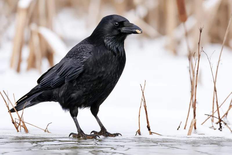 Black crow standing on frozen pond surface holding food in beak among dry reeds