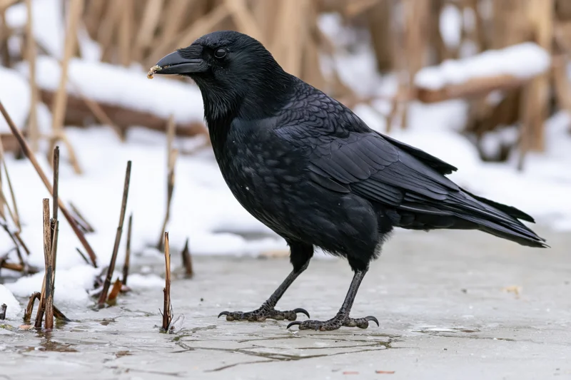 Black crow standing upright on frozen pond surface holding small food piece in beak among reeds and snow