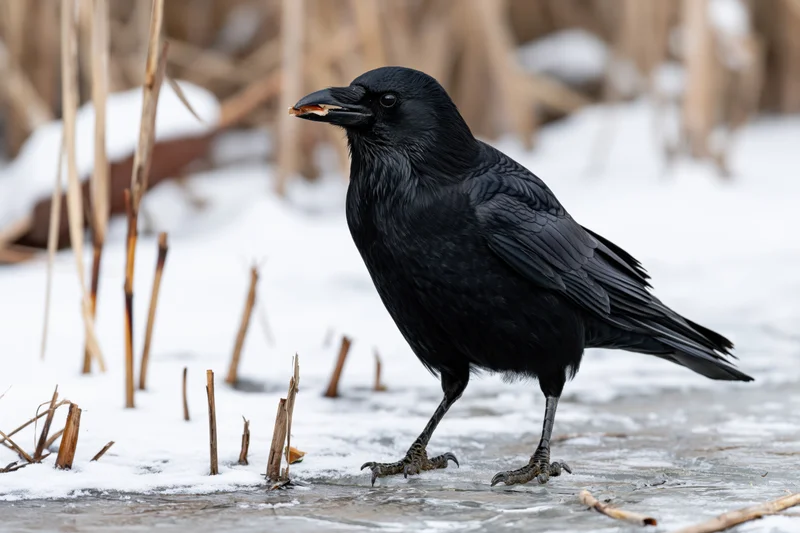 Black crow standing on frozen pond surface holding food in beak among reeds and snow