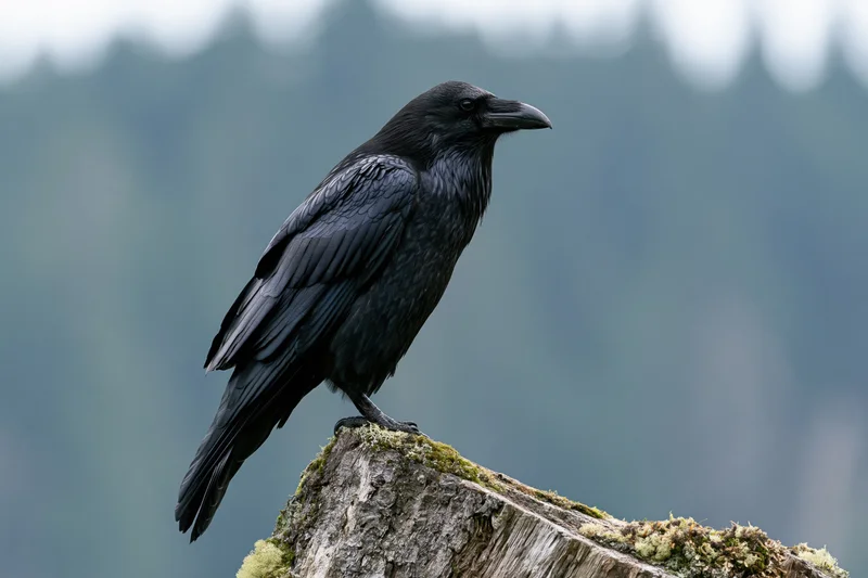 Raven perched on a mossy weathered stump in a forest setting