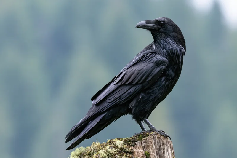 Raven perched on a mossy weathered stump in a forest setting