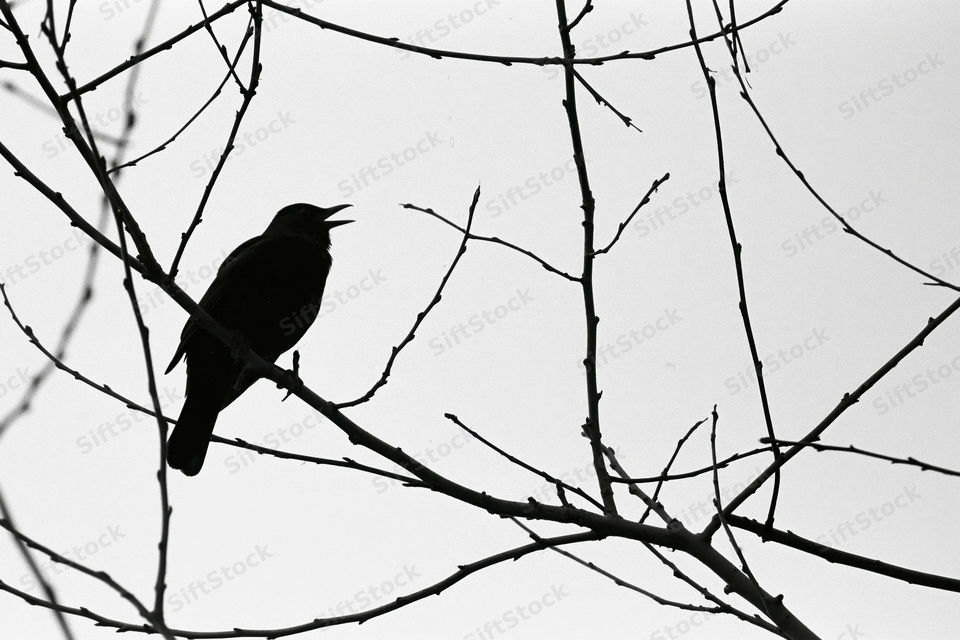 Blackbird silhouette perched on bare winter branch with open beak against overcast sky