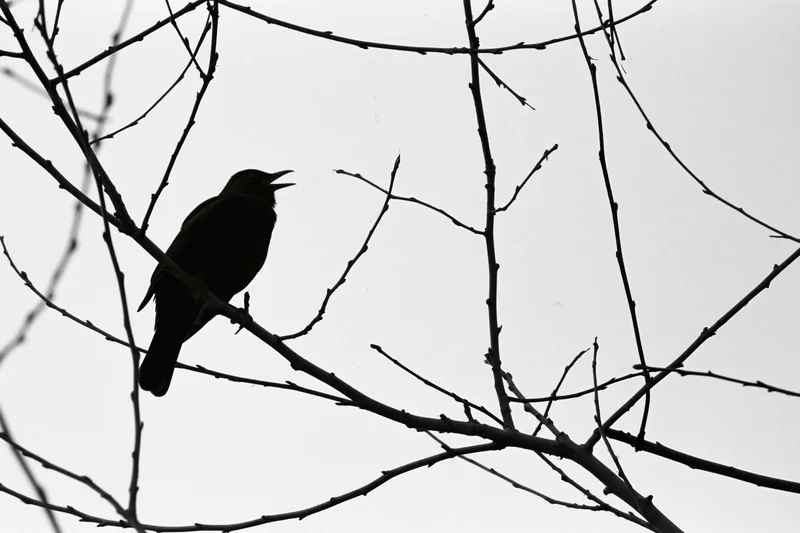 Blackbird silhouette perched on bare winter branch with open beak against overcast sky