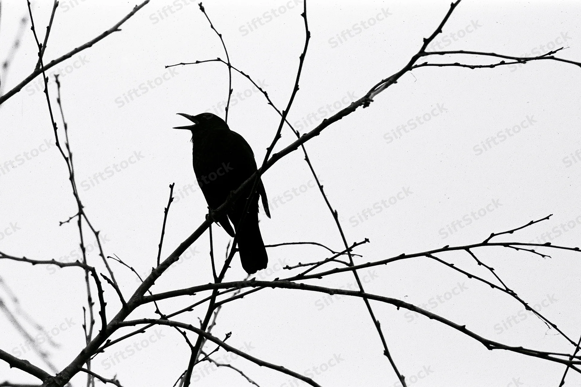 Blackbird silhouette perched on bare winter branch with open beak