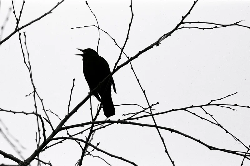 Blackbird silhouette perched on bare winter branch with open beak
