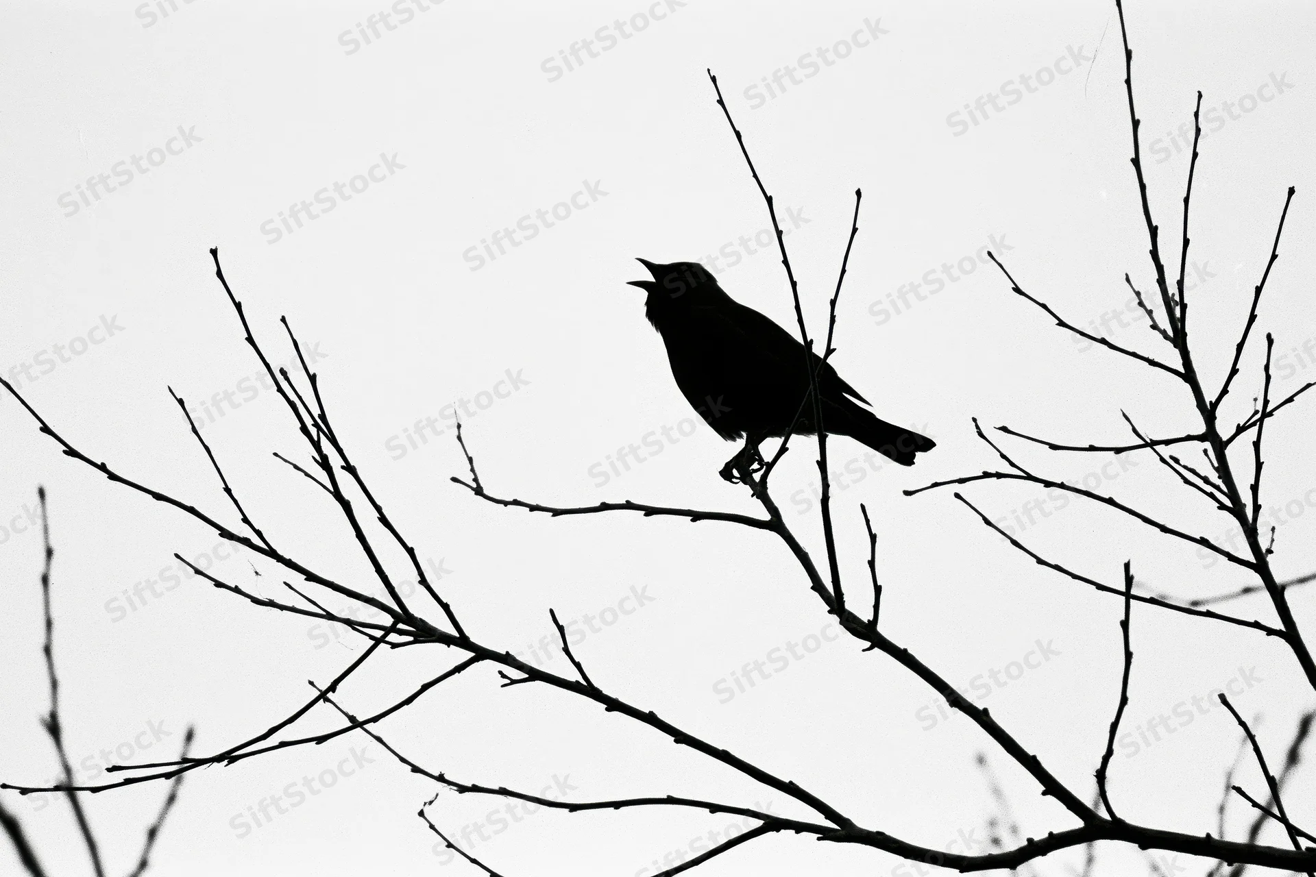 Blackbird silhouette perched on bare winter branch with open beak singing