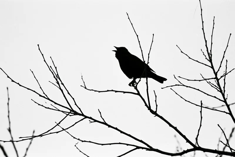 Blackbird silhouette perched on bare winter branch with open beak singing