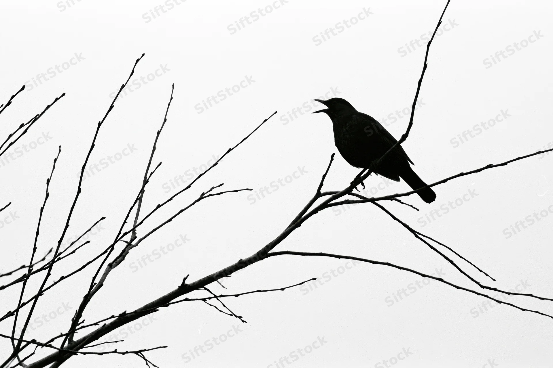 Blackbird silhouette perched on bare winter branch with open beak against overcast sky
