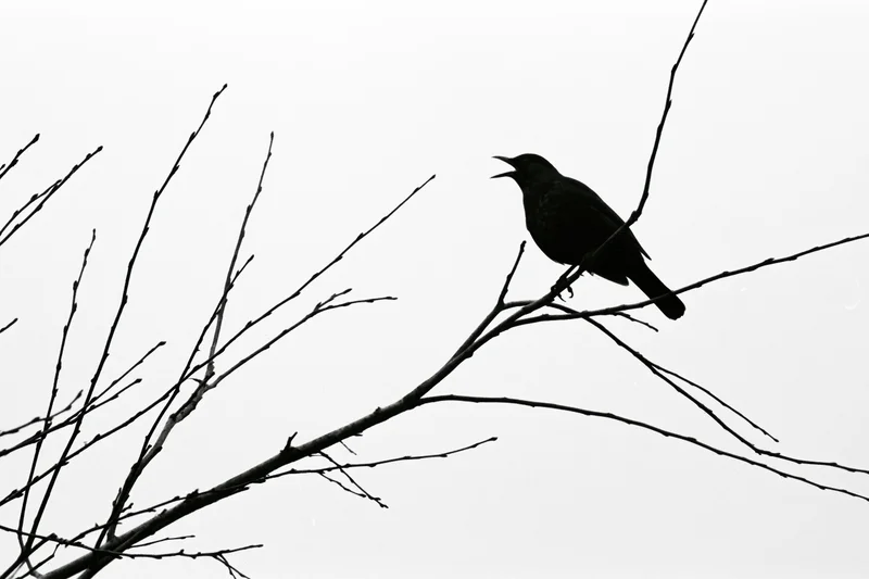 Blackbird silhouette perched on bare winter branch with open beak against overcast sky