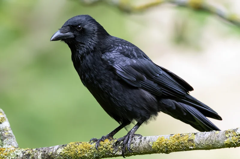 Crow perched on lichen-covered branch in forest setting