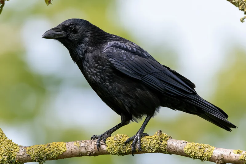 Crow perched on a lichen-covered branch in a forest setting
