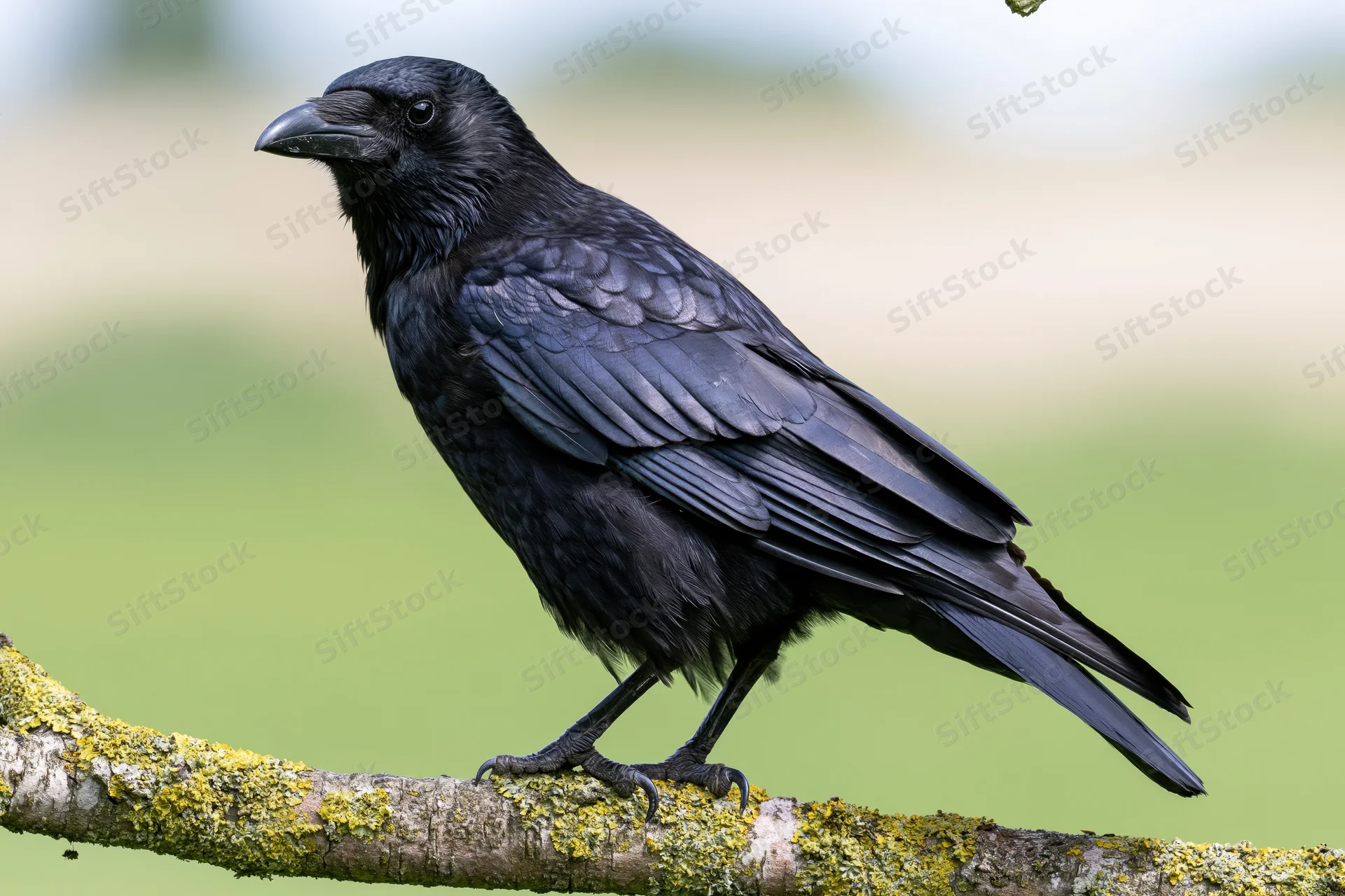 Carrion crow perched upright on a lichen-covered branch in a green outdoor setting