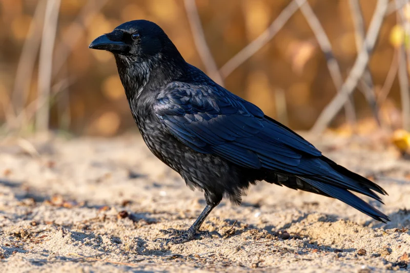 Carrion crow standing alert on a sandy dirt path in natural outdoor setting