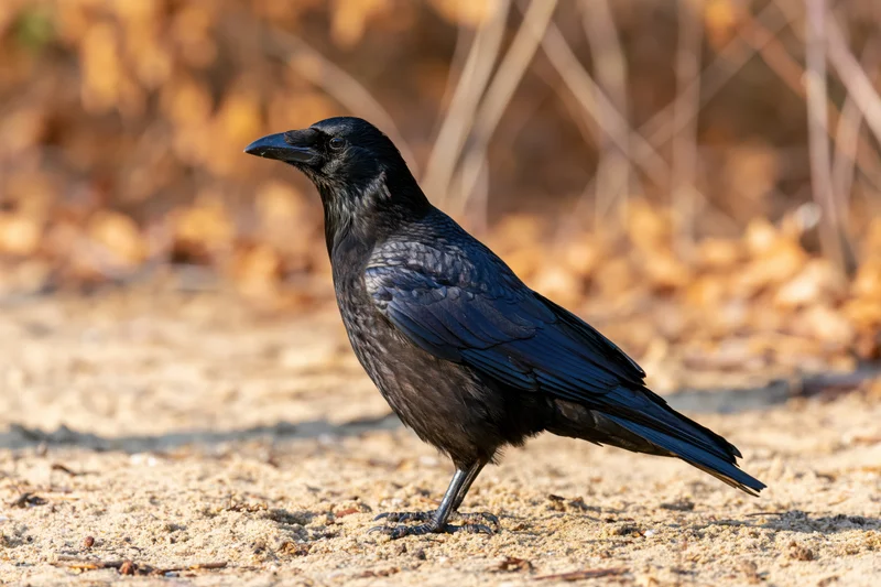 Crow standing alert on sandy dirt path in woodland setting