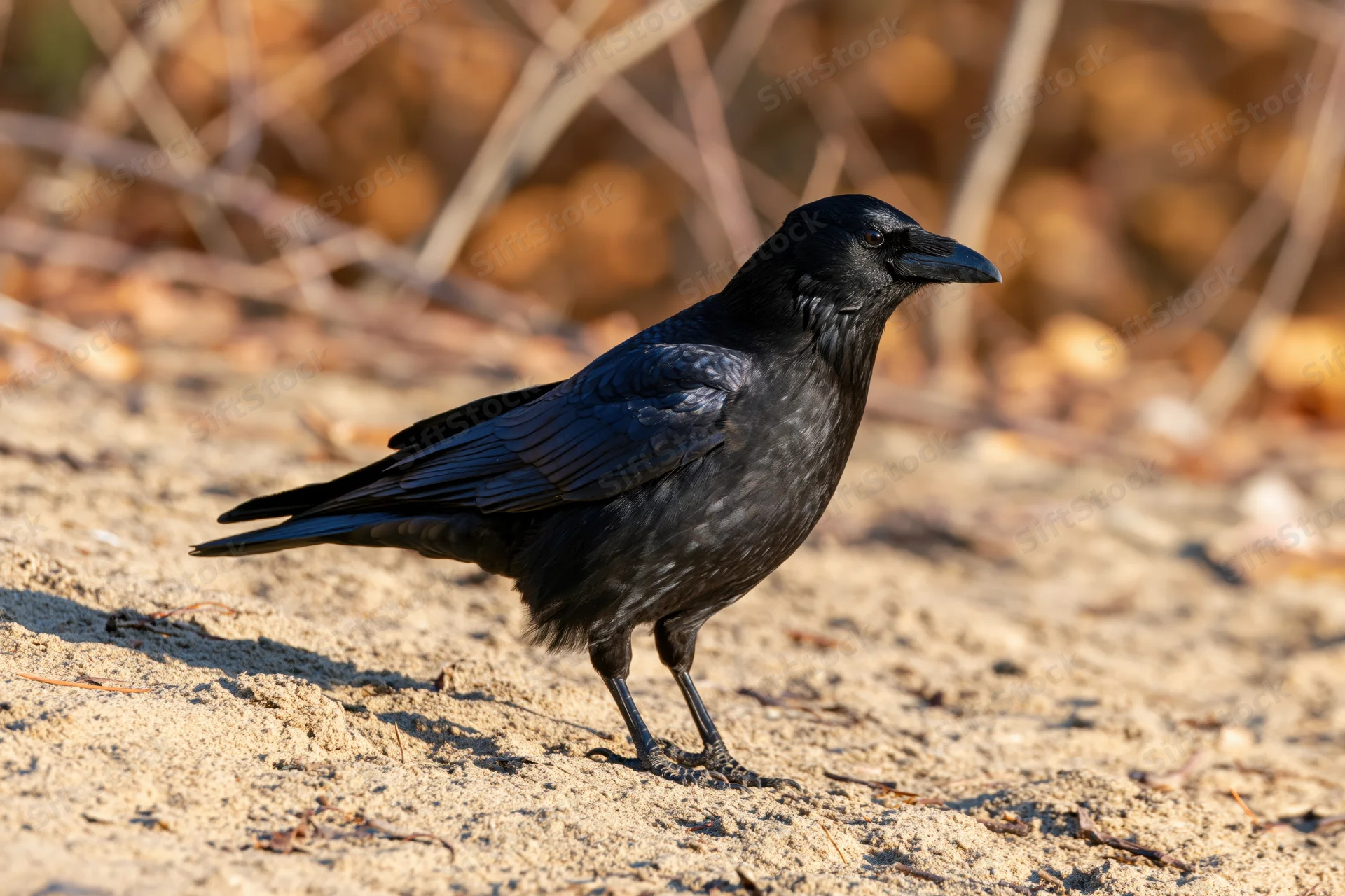 Crow standing alert on sandy dirt path in natural habitat