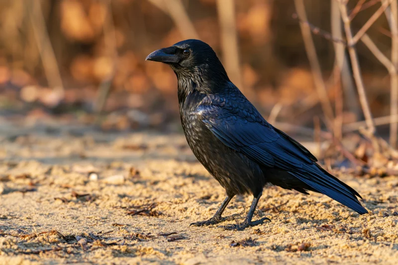 Crow standing alert on sandy dirt path in woodland setting