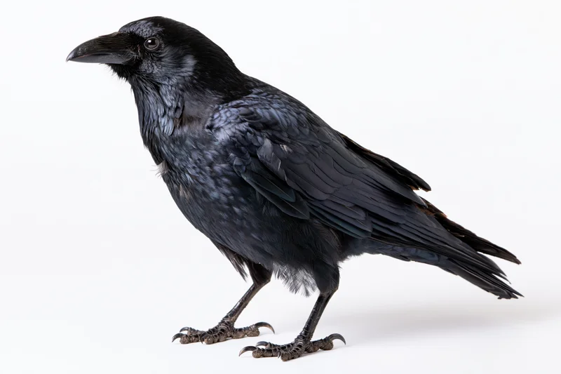 Crow standing upright in side profile against white background