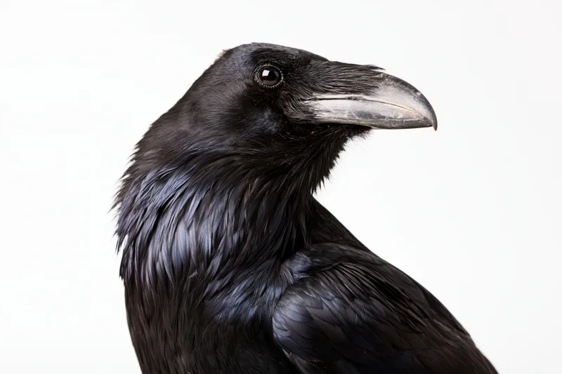 Close-up profile of a common raven with glossy black feathers against a white background