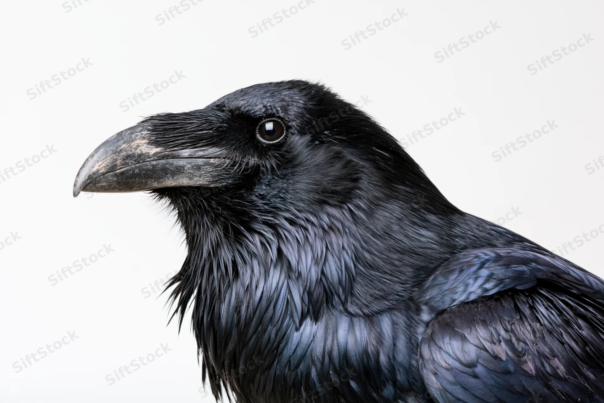 Close-up profile of a common raven facing left against white background