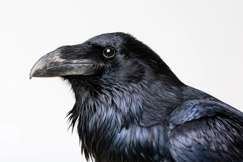 Close-up profile of a common raven facing left against white background