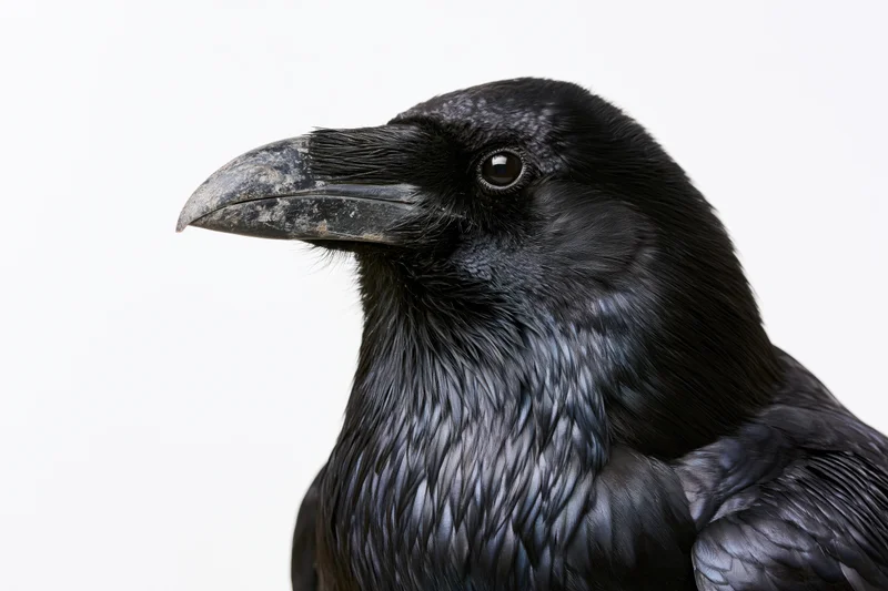 Close-up portrait of a raven facing slightly left against a white background