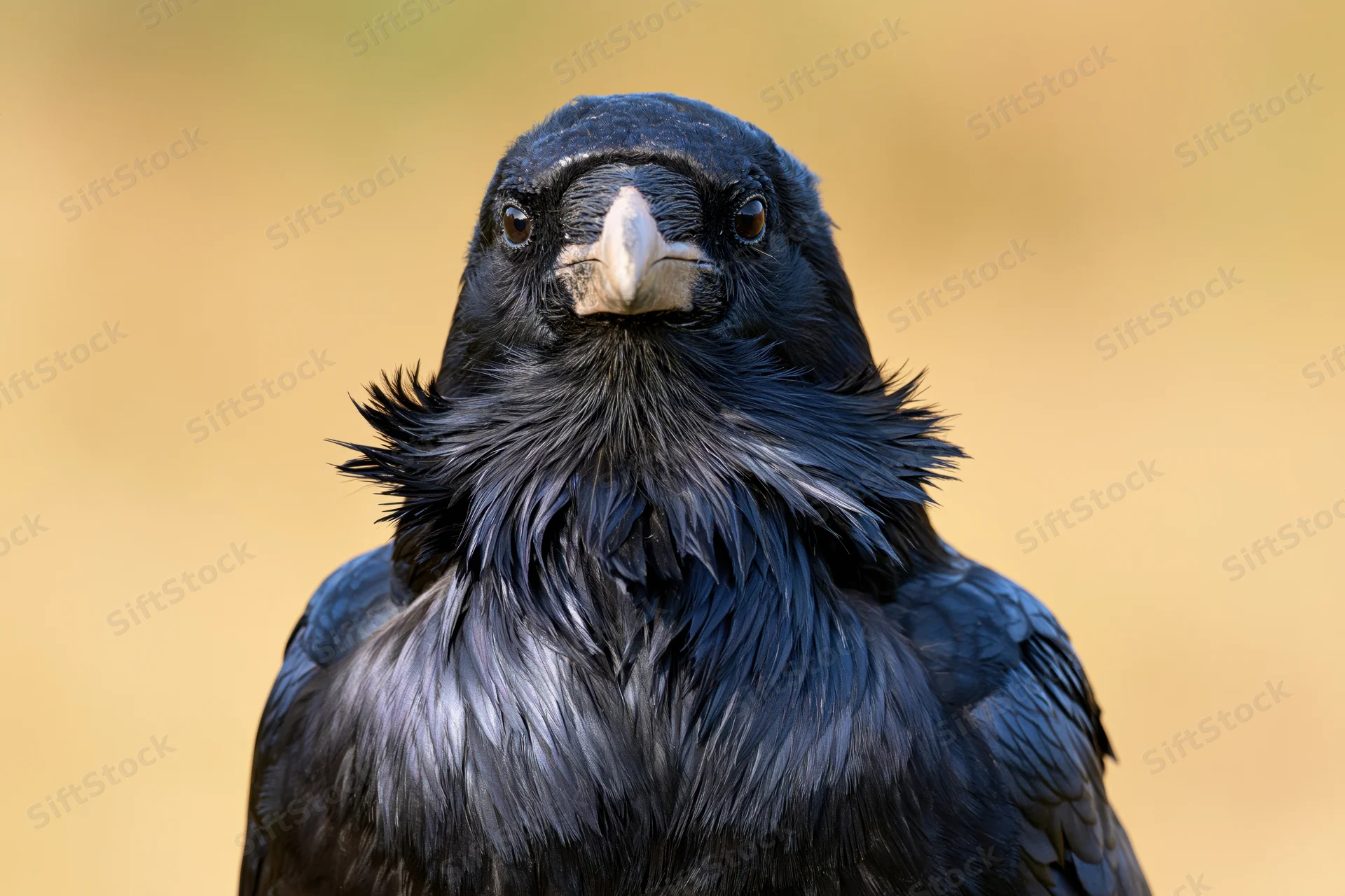 Raven facing camera with ruffled throat feathers in natural setting