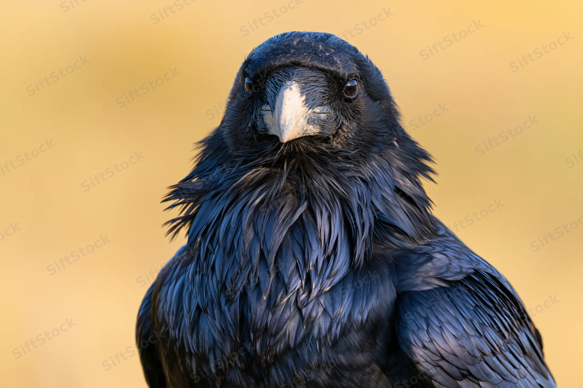 Raven facing camera with ruffled throat feathers in natural setting
