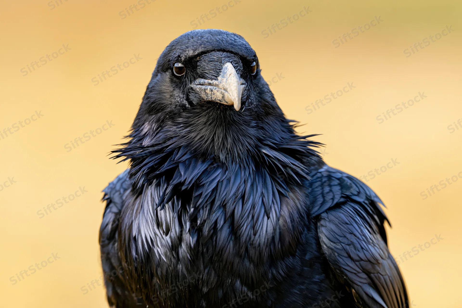 Raven facing camera with ruffled throat feathers against warm background