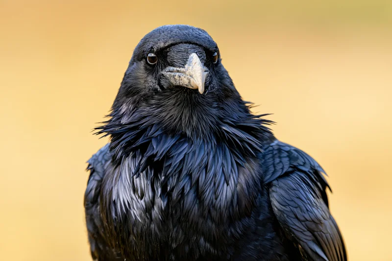 Raven facing camera with ruffled throat feathers against warm background