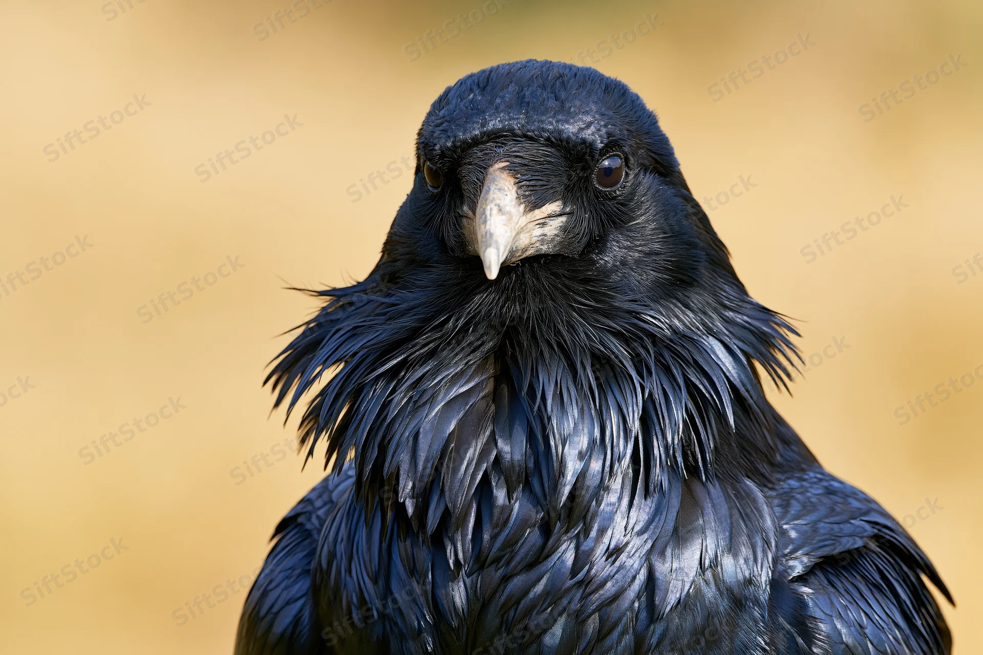 Raven facing camera with ruffled throat feathers in natural setting