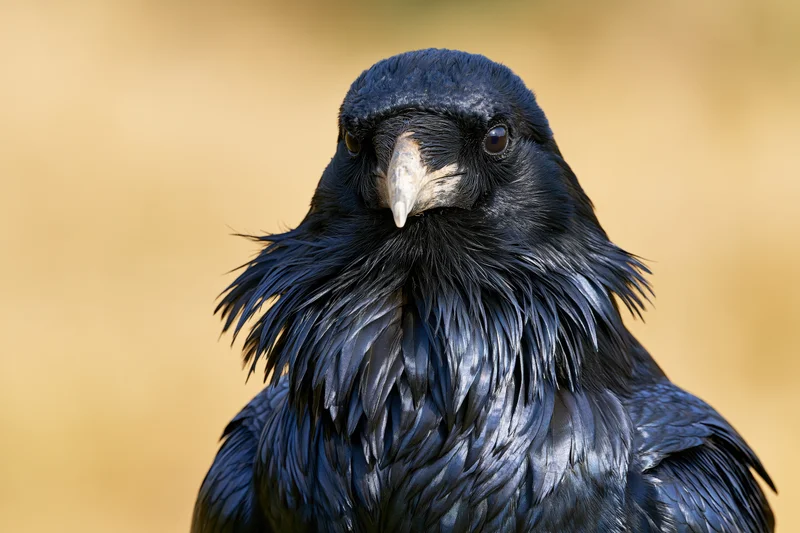 Raven facing camera with ruffled throat feathers in natural setting