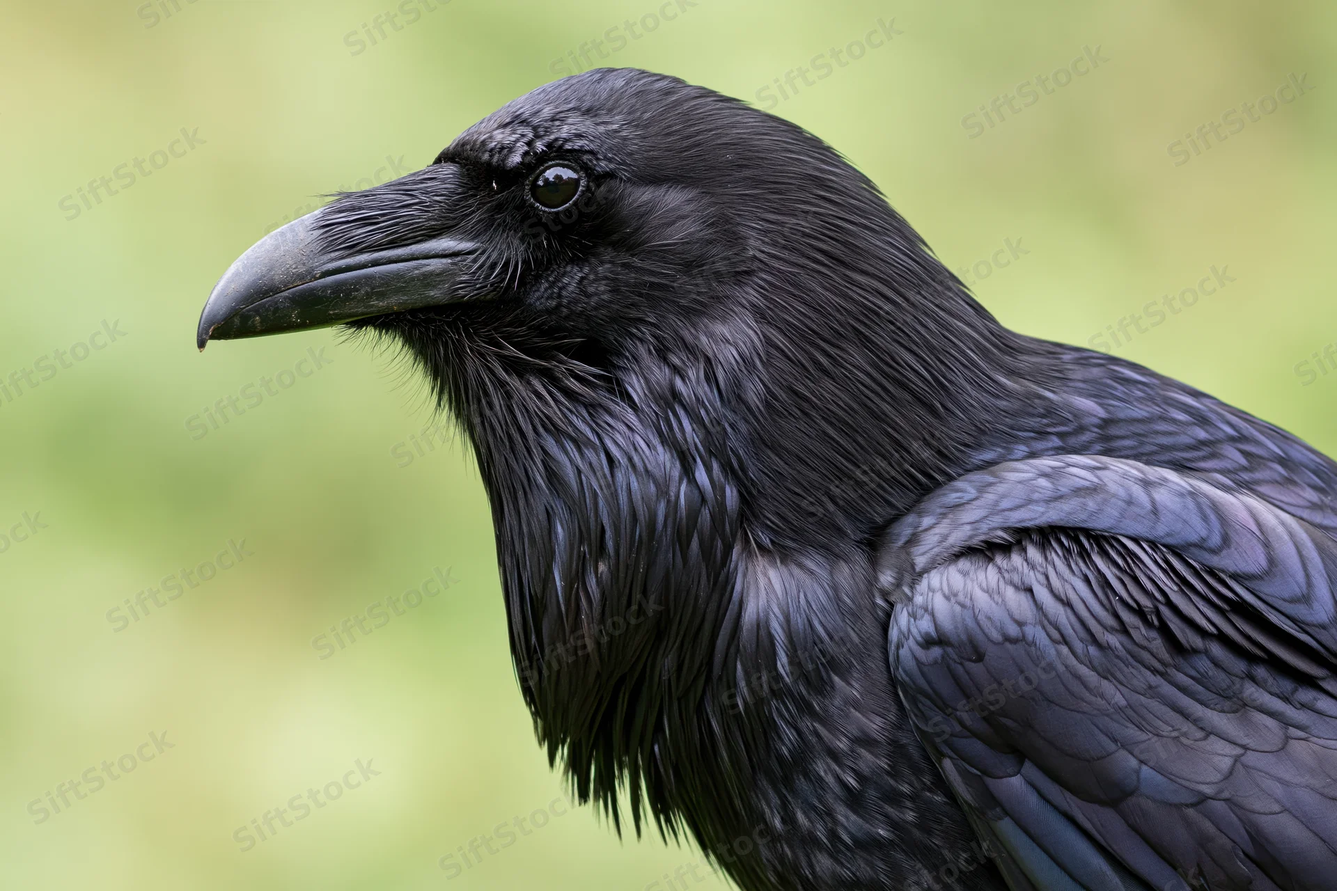 Closeup profile of a raven showing head and shoulder with glossy black feathers against a green natural background