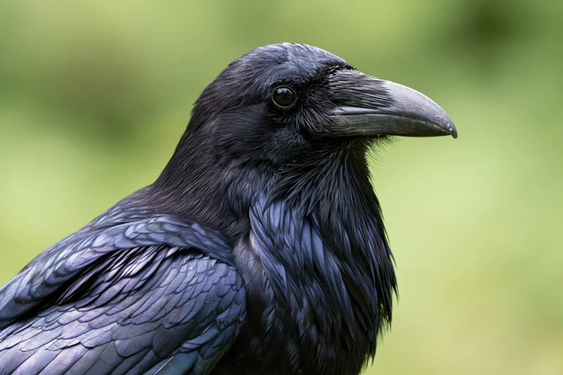 Closeup profile of a raven showing head and shoulder with glossy black feathers against a green background