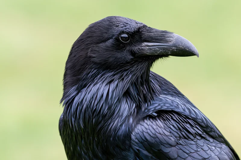 Closeup profile of a raven showing head and shoulders against a blurred green background