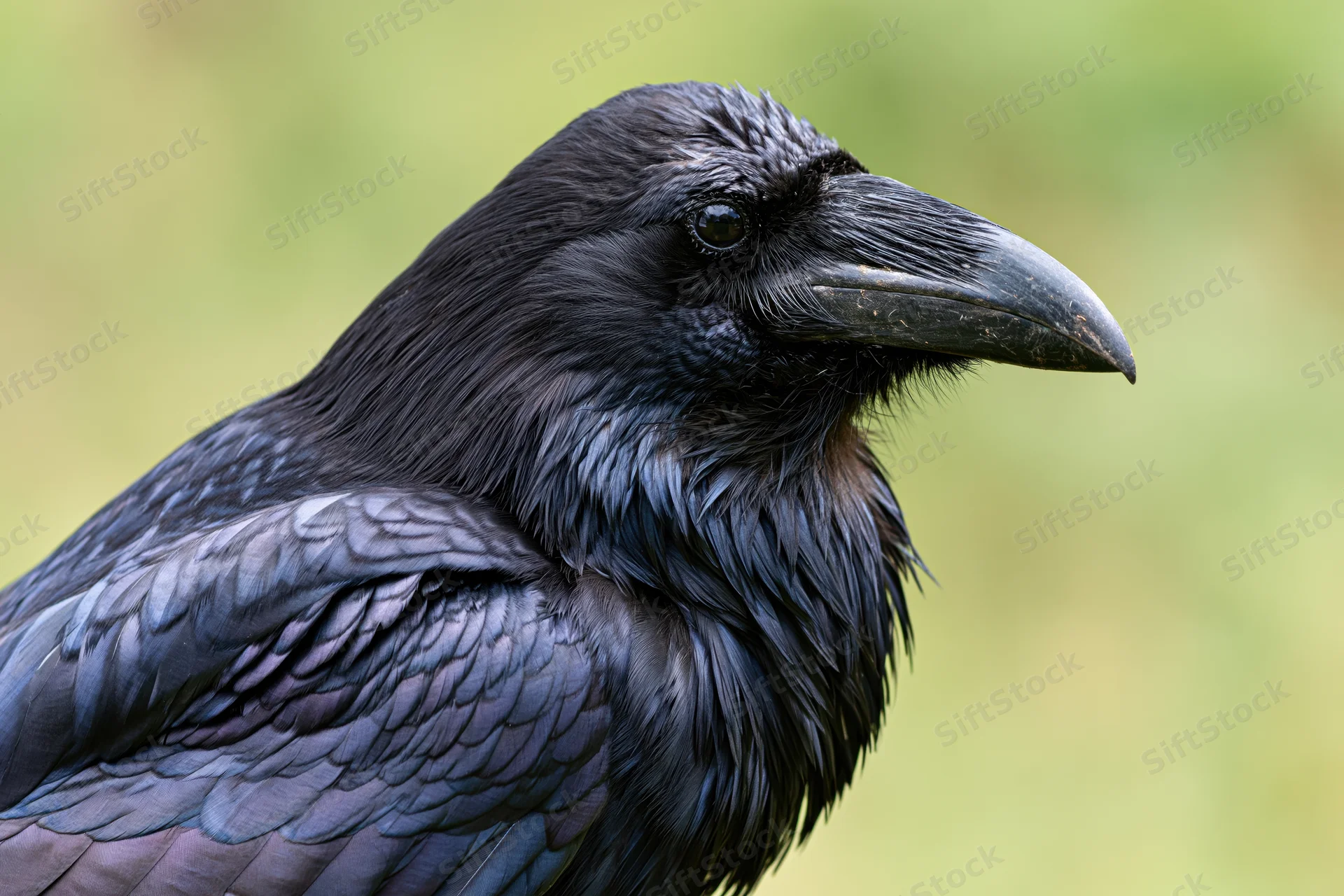 Closeup profile of a raven showing head and shoulders against a green natural background
