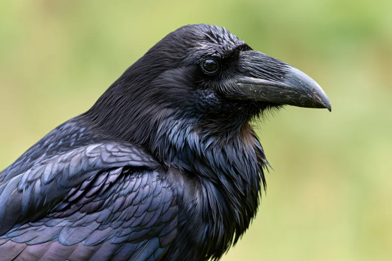 Closeup profile of a raven showing head and shoulders against a green natural background