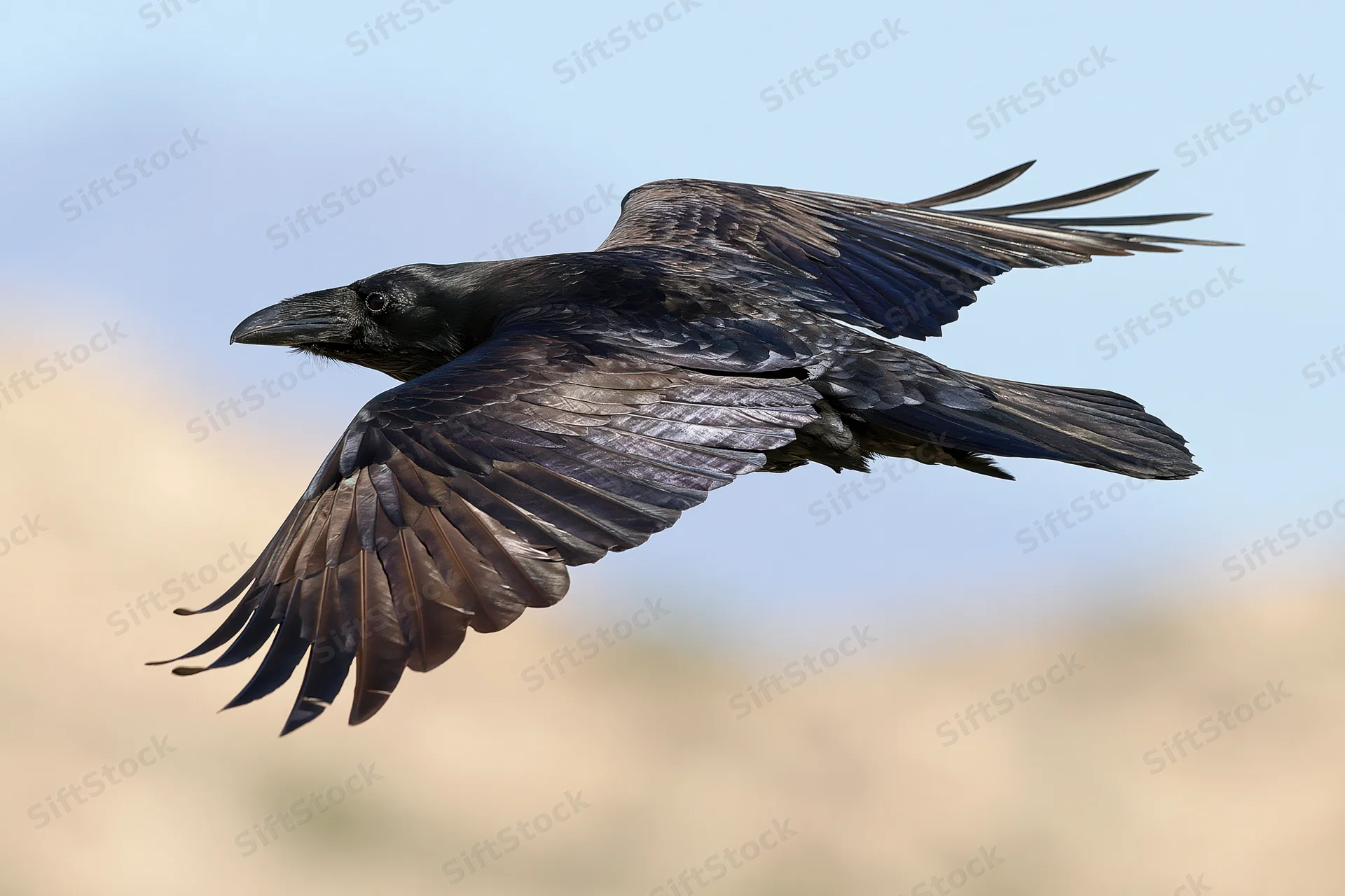 Common raven in mid-flight with wings fully spread against a blurred natural background