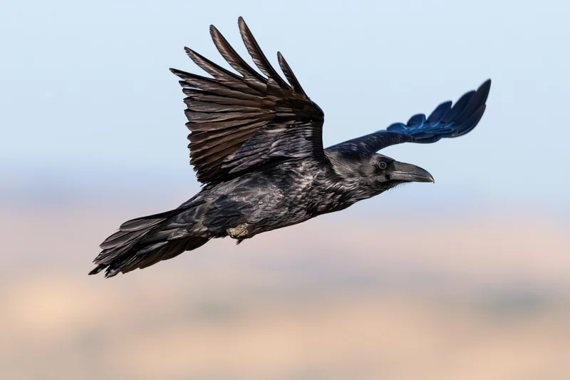 Common raven gliding mid-flight with wings fully spread against a soft sky and distant horizon