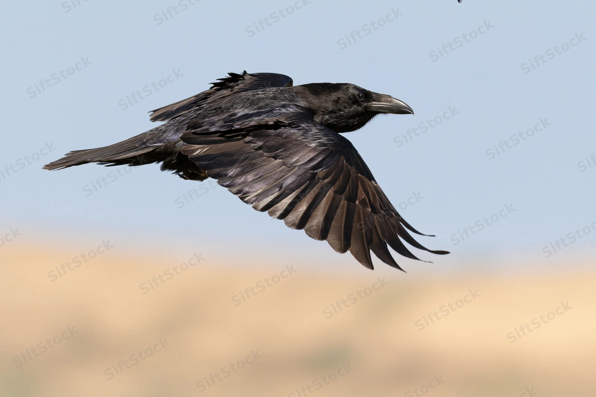 Common raven gliding with wings fully spread against a clear sky and blurred earth below