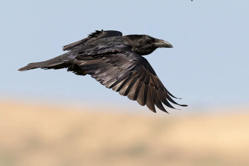 Common raven gliding with wings fully spread against a clear sky and blurred earth below