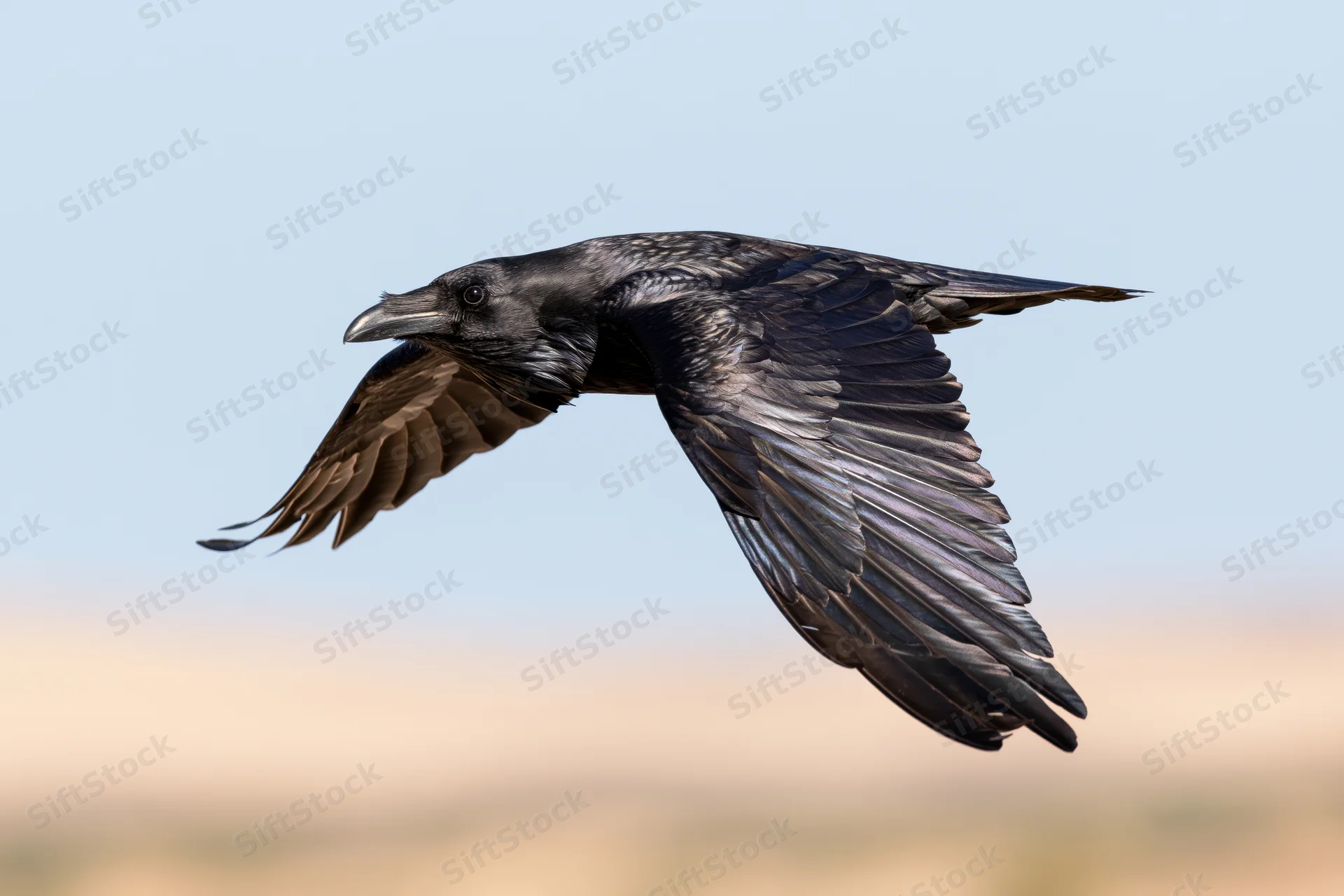 Common raven in mid-flight with wings fully spread against a clear sky