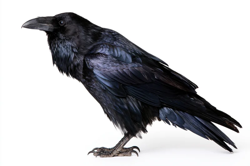 Common raven standing in profile against white background