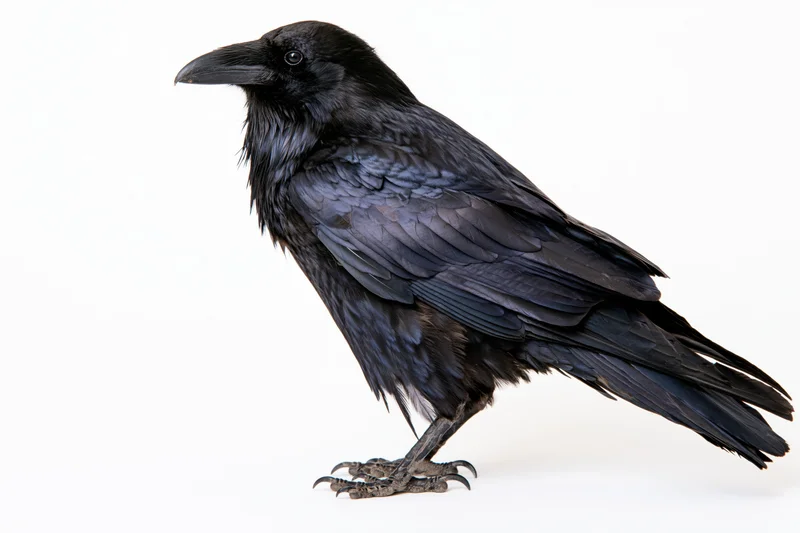 Raven perched in profile view isolated on white background