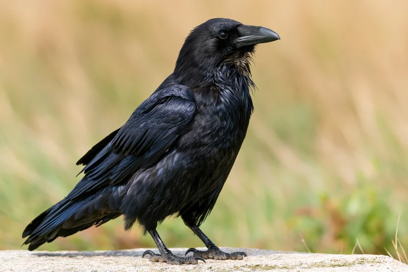 Raven standing alert on a flat rock in a grassy field