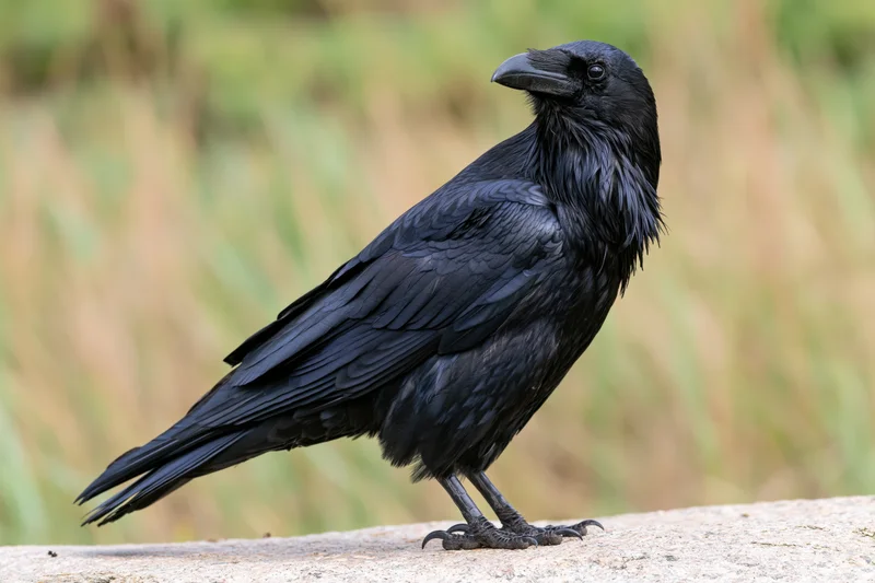 Raven standing alert on a flat rock with head slightly raised in a natural outdoor setting