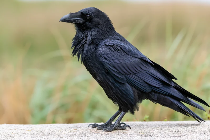 Raven standing alert on a rock in a grassy field