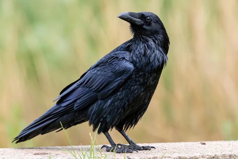 Raven standing alert on a rock in a grassy natural setting